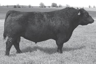 M28 MCKEAN BROThers 2011 Performance-Tested OCC MISSING LINK 830M Sire of Lots 31 through 33.