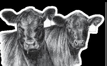 ..(724) 748-3000 Herd Health: All cattle will be accompanied by proper health certificates for immediate shipment.