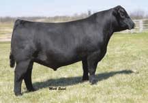 Angus Breds... We were very fortunate to acquire Quirk Angus females. The group of Angus heifers we are offering are some of our best breds in the sale out of the Quirk Angus cows.
