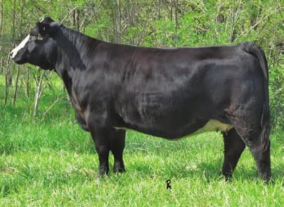 Choice of Genetics... Krieger Farms is pleased to offer you choice of Simmental, SimAngus and Angus genetics out of our four Elite Proven donors. Wonder, Oreo, Barb and Talk About Me.