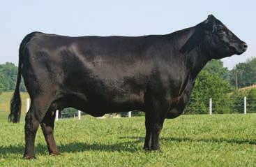 ...Black Cap Cow Family This purebred Angus cow is a real producer. She has multiple daughters across the country that have done well in the show ring and have gone on to make great cows.