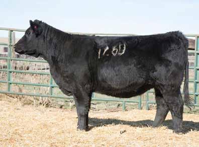 Outcross genetics here with no dream on in this 3/4 blood heifer. Buy with confidence on this one.