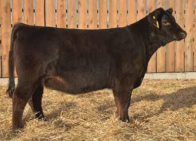 The combination of calving ease, growth numbers, and carcass value makes her attractive on sale night.