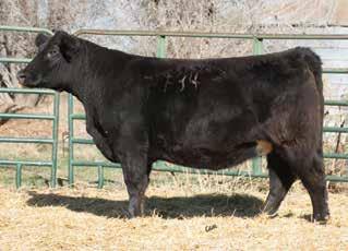 Prior to that we were using Simmental bulls on our commercial Angus Hereford cross cows. WCS emphasizes bulls and females that will work for our customers under several kind of environments.