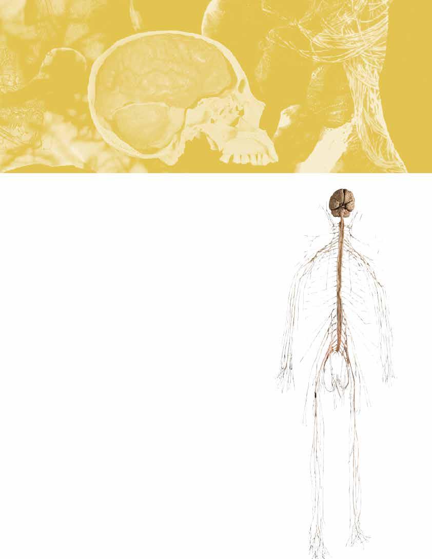 Learn with BODY WORLDS The nervous system carries messages to the brain that make it possible for the body s five senses to work. The five senses are touch, taste, hearing, sight, and smell.