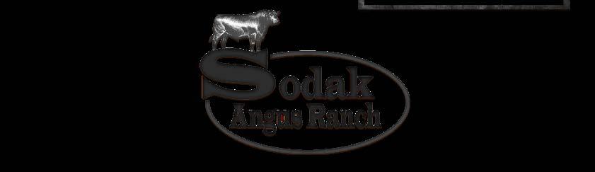 com Directions to the Sodak Angus Sale: From Prairie City, SD: Go 4 miles west on Hwy. 20, then 6 miles south and 2 miles west on Sorum Road.