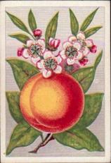 Fruits (1858) Holly &