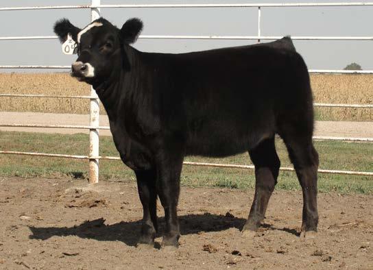 This heifer has gotten better every day she s been weaned. Don t miss this one.