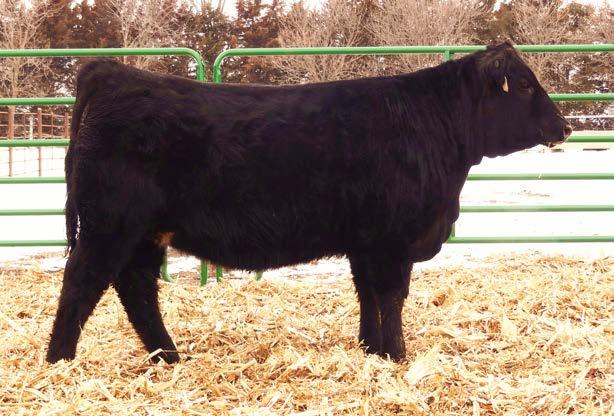 78 SAV Bonanza 9111 TC Pride 6116 Excellent heifer with capacity and thickness.