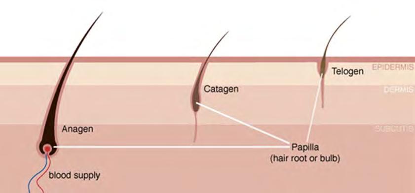 There are 3 phases of hair growth: Anagen which takes an average of 1000 days or 3 years. Catagen lasts for 10 days. Tologen lasts nearly 3 months.