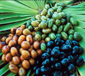 The Wonders of Saw Palmetto The Hair Growth Formula (Naturally Intense) Saw palmetto is a red fruit that grows in warmer climates throughout the world.