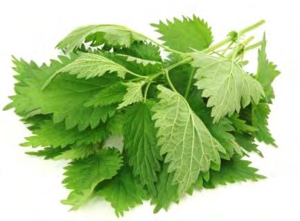 The Nettle Root It has been used as a hair tonic for centuries. It stimulates new hair growth and revives hair color.