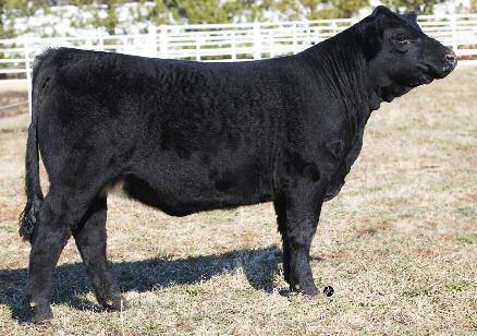 M44K * JSR MS PACIFIC 2188 NJF FEIST'S MONOPOLY 01M NJF MISS MASTERPIECE 564 EPDs BW 3.3 WW 52 YW 95 MM 23 MWW 49 CED N.A. CEM N.A. Fox Grape Farm has agreed to sell choice of their Pen of 3 heifers.