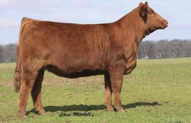 Whether she wins a show or not, this female will be beneficial to some breeding program and will provide earning potential and genetics for the future. Homozygous polled.