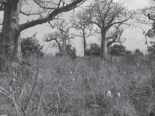 Figure 2: Baobabs at Igbo-Oje, now a maize farm. to, the loss of precious and vital archeological and historical materials and evidence.
