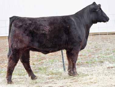 22 The Gathering at Shoal Creek W/C Sniper 41B, Pasture Sire for Lots 39 & 40 TNGL Grand Fortune Z467, AI Sire 39 40 SVF Steel Force S701 AJE/PB Montecito 63W KS Miss Shes So Sweet 9 FBFS Vantage