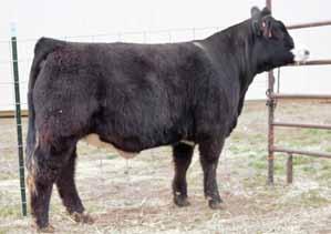 Sire: TNGL Grand Fortune Z467 on 12/8/16 Pasture Sire: LLSF/VLF Reactor A40 on 12/24/16 to 1/31/17 Safe Est. Plan Mating : 9.8 63 90.17 9 24 55 12 11.55 Carcass: 24.75 -.34.01 -.05.