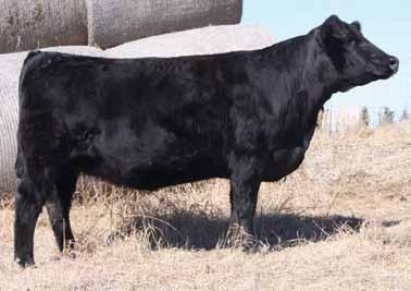 26 The Gathering at Shoal Creek Hook s Yellowstone 97Y, AI Sire W/C Sniper 41B, Pasture Sire Double R Kashmere T8, Dam HPF Optimizer A512, AI Sire 52 Mr.