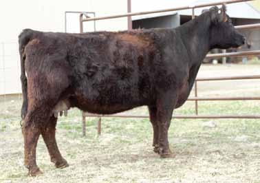 55 SC Candace Z119 Double R Cattle Company ASA#2698856 BD: 9/8/12 Tattoo: Z119 Adj BW: 82 Adj.