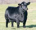 Sable will blow you away with her base width, hip and rear leg design and overall quality. VLF Zsa Zsa 31D Vestlane Farms ASA#3177041 BD: 9/1/16 Tattoo: V31D Adj BW: 61 Adj.