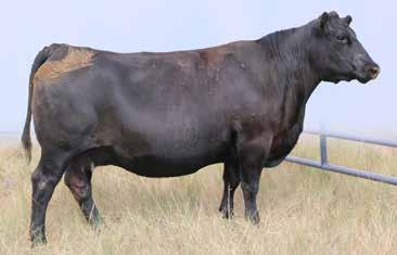 8 49 28 87 +53.07 +46.42 +32.69 +110.73 A powerfully made, deep ribbed, 6i6 daughter. Out of a powerhouse Grid Maker dam. Top 20% in the maternal traits; CED, CEM, Milk, and $Weaning.