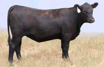 MA Pride 643 - This gentle Altitude daughter sold in the 2017 Bull Sale to Luke Eischeid in Iowa. MA Pridella 646- Lot 4 MA Pridella 646 4 Reg.