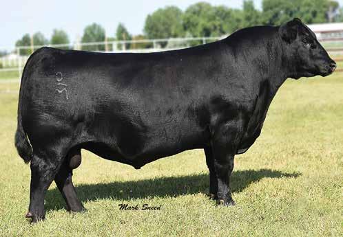 Envision 5900 for $17,000 to McGill Ranch in 2017. MA Pridella 349 - A maternal anchor in our herd. She has earned a weaning ratio of 113 on 5 calves.