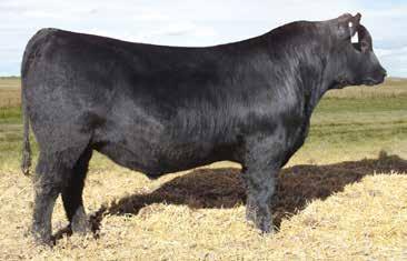 This heifer stems from the Pride family out of a powerful Onward daughter, who has raised two herd bulls, McConnell In Time 201 and McConnell Full Power 411, who sold to Monaghan Ranches for $15,000