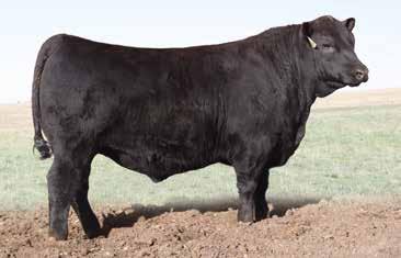 McConnell In Time 201 - Son of Sitz Pride 7T Sitz Pride 7TA highly productive cow out of Connealy Onward and the Pride family, she records a birth ratio of 3@97 and a weaning ratio of 3@100.
