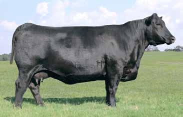 Has raised two bulls selling for an average of $7200. Bred to calve 9/26/2017 to McConnell Resource 3112. Ultrasound examined safe. MA Lucy 179 20 Reg.