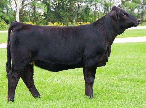 Stress Free Hullinger Cow 436 the look, she has it all covered. This mating has topped several sales the last couple of years, and this one may be the best yet.
