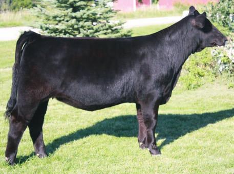 42 Breeder: Reck Brothers & Sons Simmentals RBS Baby Face B443 7 2.6 66 90 9 20 53 19 9.6 26.8 -.33.15 -.064.