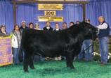 At Reck Brothers, we have built the reputation of selling elite bred heifers and this is another female to add to the list.