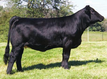HAWKEYE SIMMENTAL SALE 2014 18 BRED FEMALES TLS Meat Loaf Maternal Brother 58 Hook s Zero Gravity 103Z A.I. Sire Breeder: Moore s Simmental Farm MSF Avril AU19 Black Polled Purebred 9 1.