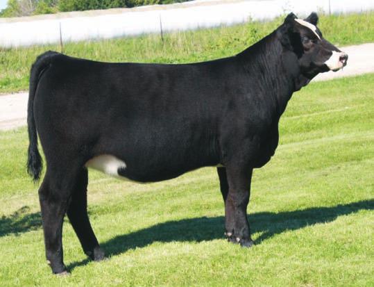 HAWKEYE SIMMENTAL SALE 2014 1 Breeder: Triple G Livestock TGL Miss Brittany B918 Black Baldy Dbl. Polled Purebred 6 3.7 83 122 10 26 68 21 9.9 47.5 -.43.28 -.088 1.
