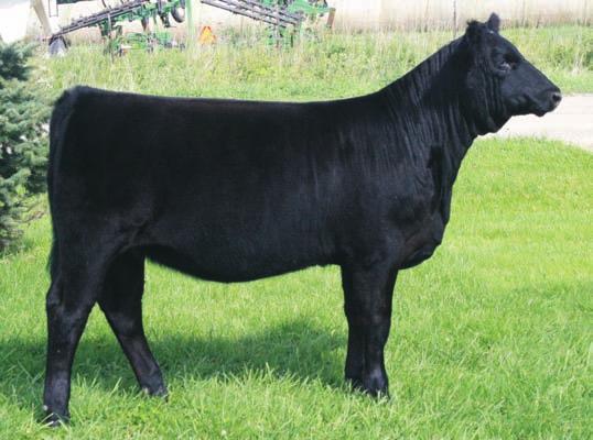 BW: 78 VSF First Dream 701T Cason s Mr. Butler Casons Miss Jewel SS Goldmine L42 Casons Miss Morning Glory Casons Miss Lizzy Cason s Miss Bronze is an outstanding daughter of our herd sire Cason s Mr.
