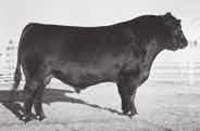 Lot 17 is one of the youngest and best maternal sibs to the now-deceased breed legend.