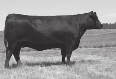 Lot 21 LaGrand Forever Lady 3139 V A R Forever Lady 4304 21 LaGrand Forever Lady 3139 Birthdate: 12/13/2003 Cow +14643346 Tattoo: 3139 Gardens Prime Time Summitcrest High Prime 0H29 (#13122485)