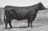 25 FF Forever Lady 2655 Birthdate: 02/27/2005 Cow 15054886 Tattoo: 2655 Lot 24 LaGrand Forever Lady 3342 Twin Valley Precision E161 BR Midland (#13898124) BR Royal Lass 7036-19 GDAR SVF Traveler 234D