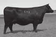 Lot 49 Lot 50A LaGrand Lady 3713 LaGrand Lady 8225 49 LaGrand Lady 3713 Birthdate: 01/16/2003 Cow +14470457 Tattoo: 3713 C A Future Direction 5321 (#12493607) C A Miss Power Fix 308 Krugerrand of