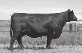 Lots 56-65 VDAR Beauty The VDAR Beauty clan has become one of the most respected and valuable cow families in the breed.