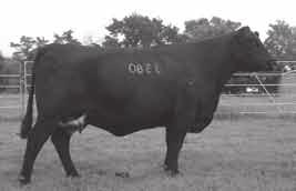 dairymen, the VDAR Beauty family has a tremendous legacy in the Angus breed.