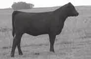 Lady Agnes/ Lucy Family 98 LaGrand Lady Agnes 3213 Birthdate: 10/06/2003 Cow 14705116 Tattoo: 3213 C A Future Direction 5321 (#12493607) C A Miss Power Fix 308 C A F Juice 1066 C&M Lady Anges 278
