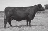 101 LaGrand Lucy 6027 Birthdate: 01/02/2006 Cow 15560037 Tattoo: 6027 G 13 Structure QLC LaGrand Forum (14476613) QLC B7 Blackbird X553A G A R Ext 4344 LaGrand Lucy 4982 (14775758) V D A R Lucy 425