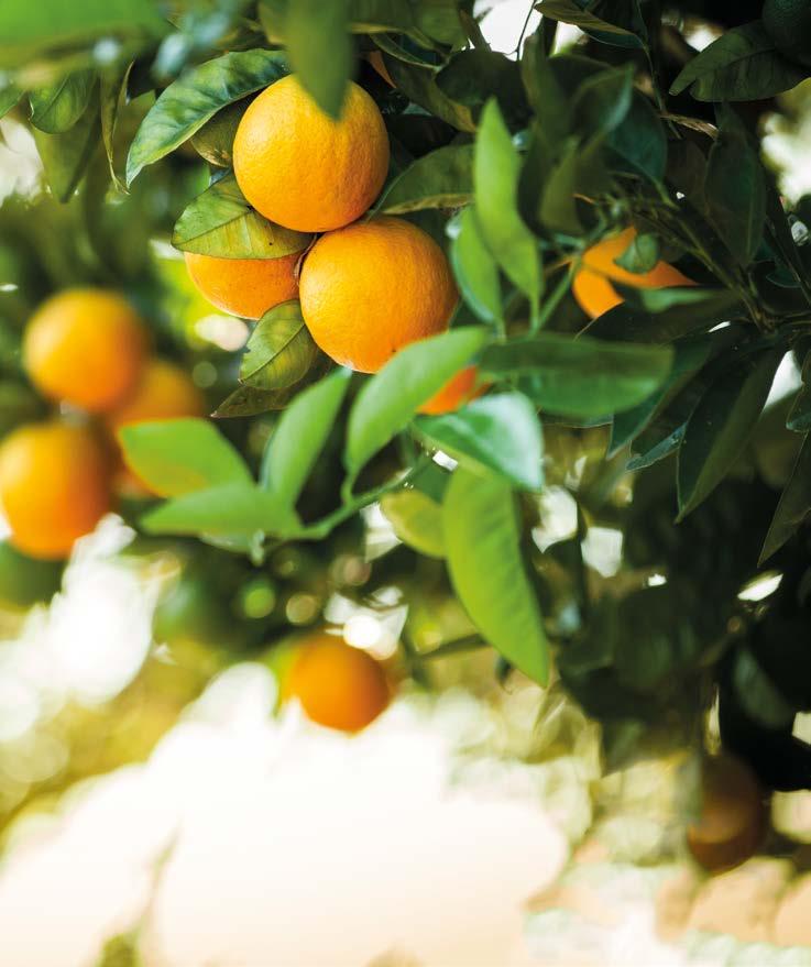 Valencian oranges Our inspiration Packed full of organic goodness, we ve picked the finest natural ingredients throughout the Mediterranean.