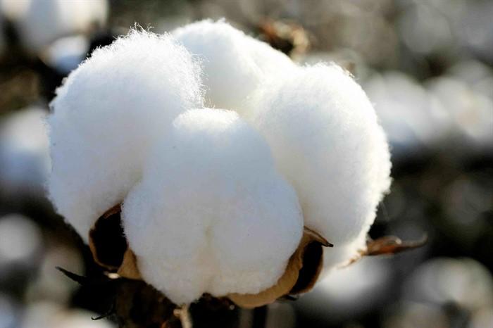Major issues facing the Turkish Cotton Industry Unfair competition created by the government measures implemented by various cotton producing countries High input costs, (labour, fuel, chemicals,