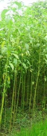 Contribution of Jute to the Environment 14.66 MT/hectare 10.66 MT/hectare Leaf: 1.9 MT/hectare Soil enrichment through foliage Stick: 4.94 MT/hectare domestic fuel eq. to 12.