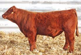 Mr HS Night Shift 3/4 SM 1/4 AN Red Polled Bull 106.