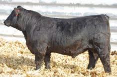 This bull is no exception. This bull s half sister sold last year for $14,000 and his full brother sold for $9,000. There is a ton of built in genetics in this bull. You will like this bull. 137.