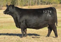 Easy fleshing and stout. Check out his video, he should have been pitcured. DUFF STM 7 7 8 MERLE 05 3 8 6 PBC 707 1M F0203... DUFF CARRY ON 252 O C C JUANADA 927K... DCC NEW LOOK 101.